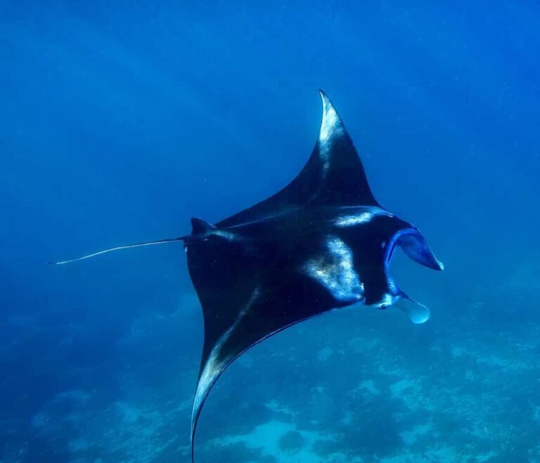 From Lembongan: Full Day Private Boat Snorkeling Nusa Penida - What to Expect and Practical Tips