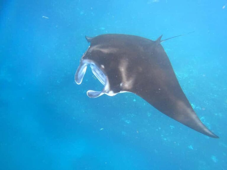 From Lembongan: Snorkeling 3 Spots, Mangrove and Land Tour - What Travelers Love About This Tour