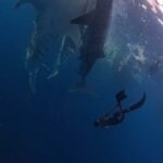 From Lombok: 2-Day Sumbawa Tour & Swim with Whale Sharks - What Makes This Tour Special