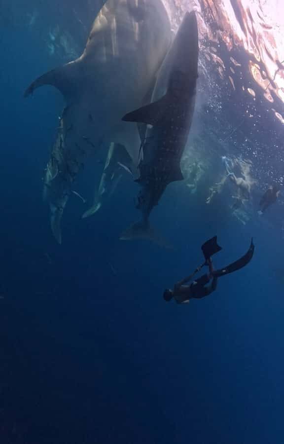 From Lombok: 2-Day Sumbawa Tour & Swim with Whale Sharks - What Makes This Tour Special