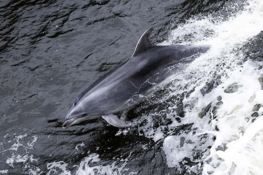 From Manapouri: Doubtful Sound Wilderness Day Trip - Exploring the Itinerary: What Makes This Tour Special