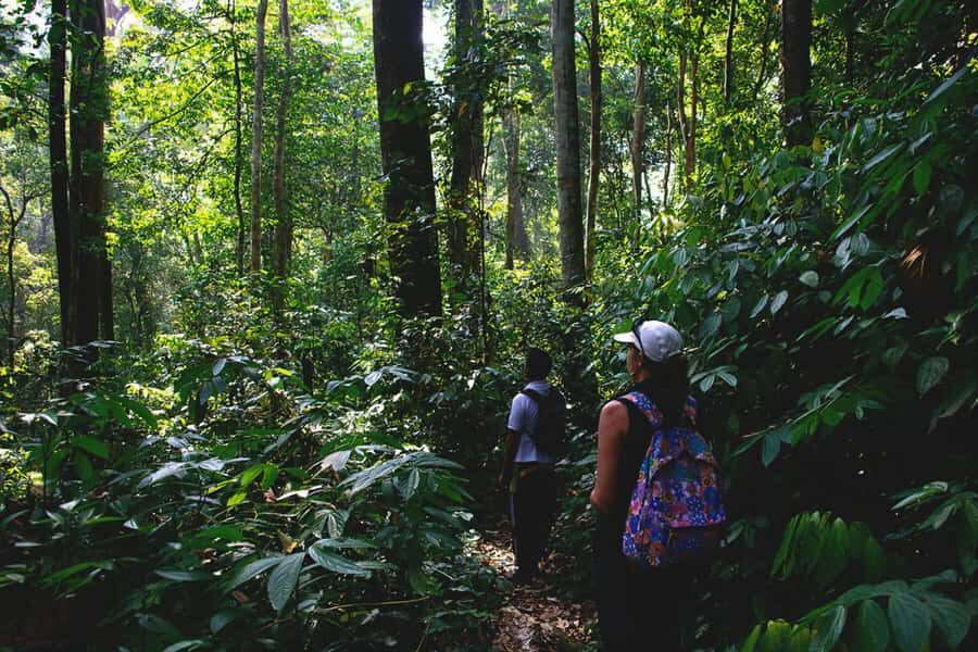 From Medan : Jungle Trekking for Orang Utan at Mount Leuser - Detailed Breakdown of the Tour