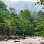 From Medan: Mount Leuser National Park Orang Utan Trip - Jungle Trekking and Wildlife Viewing