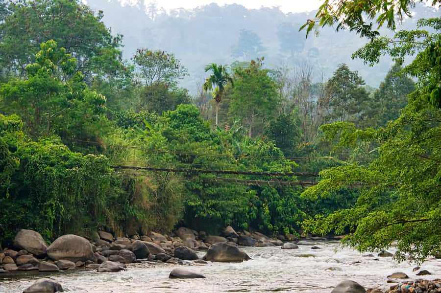 From Medan: Mount Leuser National Park Orang Utan Trip - Jungle Trekking and Wildlife Viewing