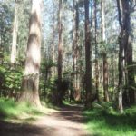 From Melbourne: Dandenong Ranges Private Day Tour - A Deep Dive Into the Itinerary