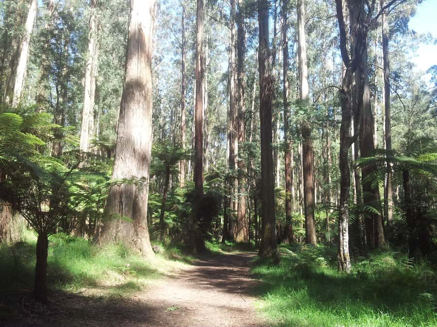 From Melbourne: Dandenong Ranges Private Day Tour - A Deep Dive Into the Itinerary