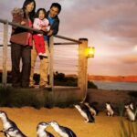 From Melbourne: Phillip Is Penguin Parade & Koala Reserve - Practical Details & Value