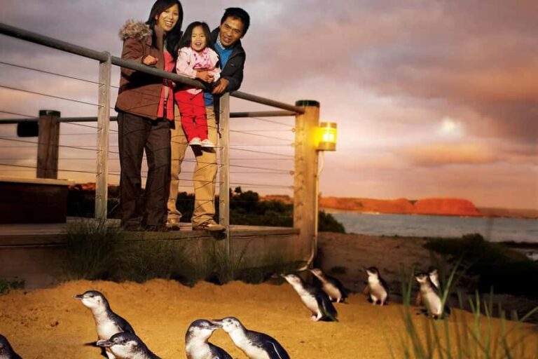 From Melbourne: Phillip Is Penguin Parade & Koala Reserve - Practical Details & Value