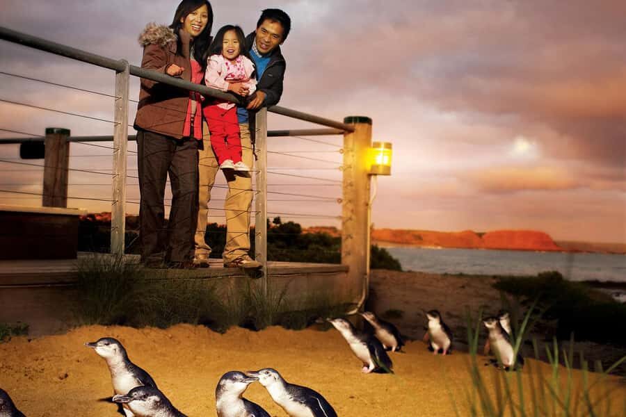 From Melbourne: Phillip Is Penguin Parade & Koala Reserve - Practical Details & Value