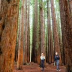 From Melbourne: Redwoods Forest & Yarra Valley Wine Tour - The Detailed Experience: What to Expect