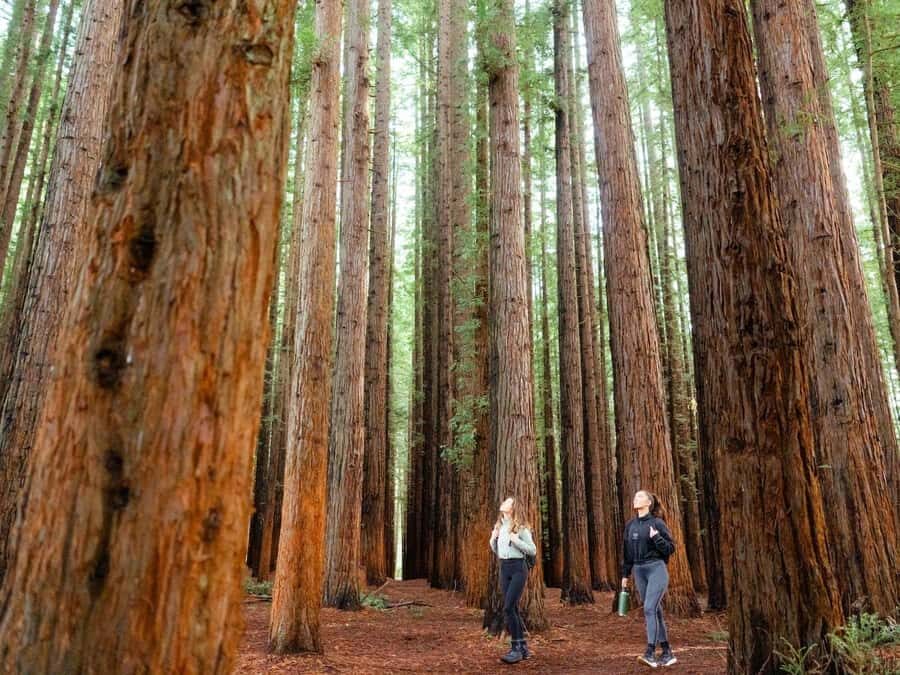 From Melbourne: Redwoods Forest & Yarra Valley Wine Tour - The Detailed Experience: What to Expect