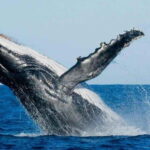 From Mirissa: All Inclusive Whales & Dolphin Watching Tour - Introduction: Why This Whale Watching Tour Stands Out