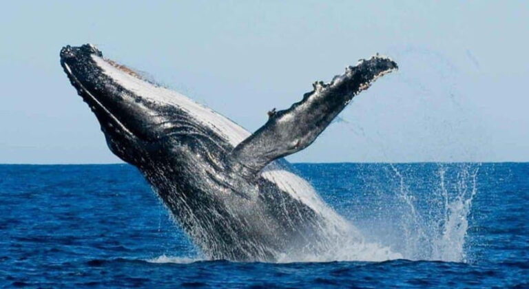 From Mirissa: All Inclusive Whales & Dolphin Watching Tour - Introduction: Why This Whale Watching Tour Stands Out