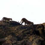 From Mirissa / Galle / Bentota : DAY TOUR to ELLA & Return - The Itinerary Breakdown: What You Can Expect