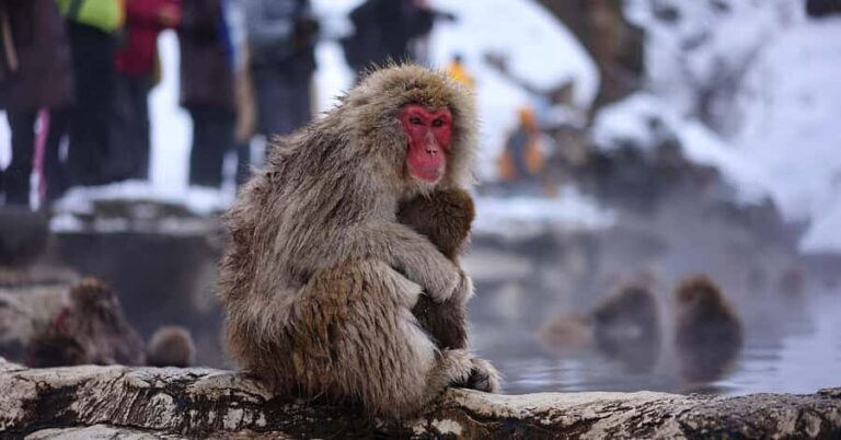 From Nagano & Tokyo: Snow Monkey Private Day Tour Customise - FAQ