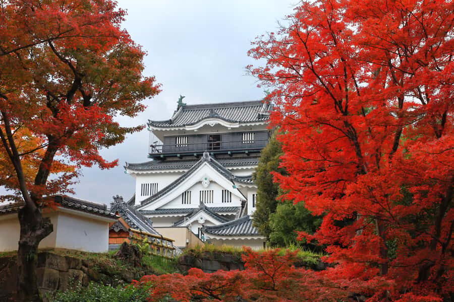 From Nagoya: Miso Factory, Fox Statue Shrine & Castle - Analyzing the Value