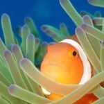 From Naha Scuba Diving Trip in Kerama(for certified divers) - FAQ