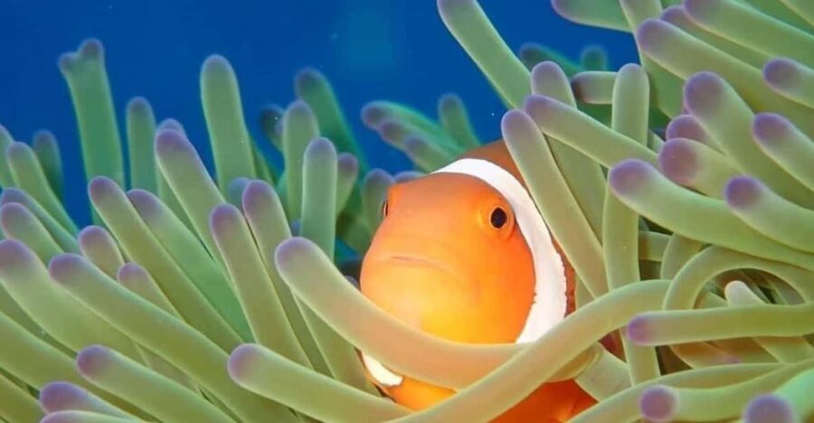 From Naha Scuba Diving Trip in Kerama(for certified divers) - FAQ