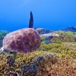 From Naha: Tokashiki Island Turtle Snorkeling Tour - Practical Details and Tips