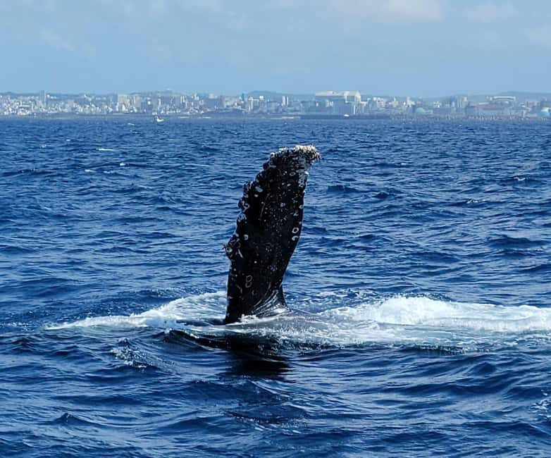 From Naha Whale Watching (Naha city Pickup) English guide - What to Expect from the Okinawa Whale Watching Tour