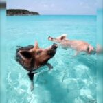 From Nassau: Swim with Pigs Safari - Authentic Experiences and Guest Perspectives