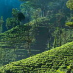 From Negombo: 2-Day Nuwara Eliya, Kandy, & Waterfalls Tour - Day Two: From Nuwara Eliya to Kandy with a Scenic Return