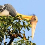 From Negombo: Wilpattu National Park Safari with Transfers - How the Tour Works: A Step-by-Step Breakdown