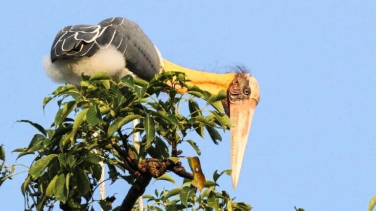 From Negombo: Wilpattu National Park Safari with Transfers - How the Tour Works: A Step-by-Step Breakdown