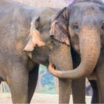 From New Delhi: Taj Mahal Sunrise Tour and Elephant Wildlife - Who Should Consider This Tour?