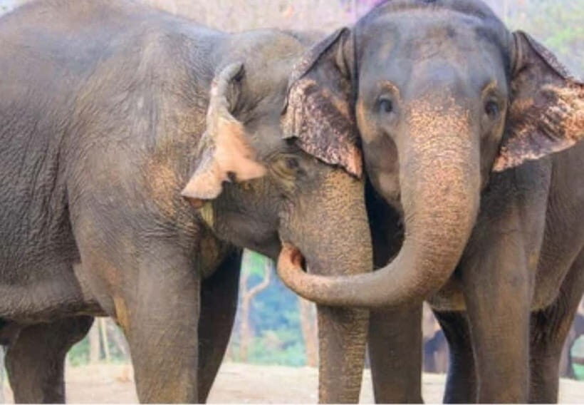 From New Delhi: Taj Mahal Sunrise Tour and Elephant Wildlife - Who Should Consider This Tour?  