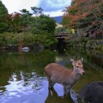 From Osaka: 10-hour Private Day Tour to Kyoto and Nara - Transport, Timing, and Value