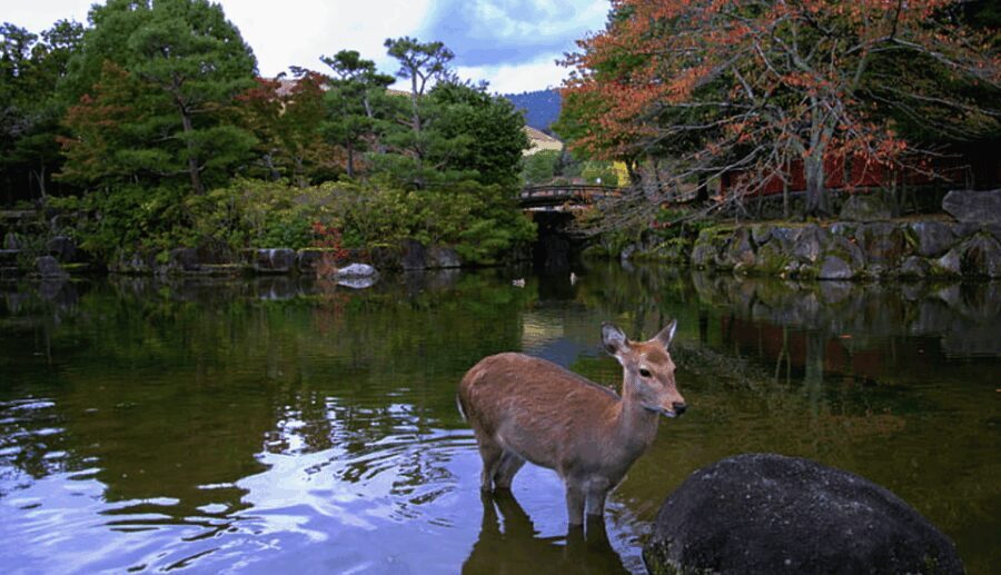 From Osaka: 10-hour Private Day Tour to Kyoto and Nara - Transport, Timing, and Value