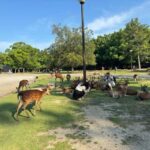 From Osaka/Kyoto: Nara One Day Private Tour - Transportation and Logistics