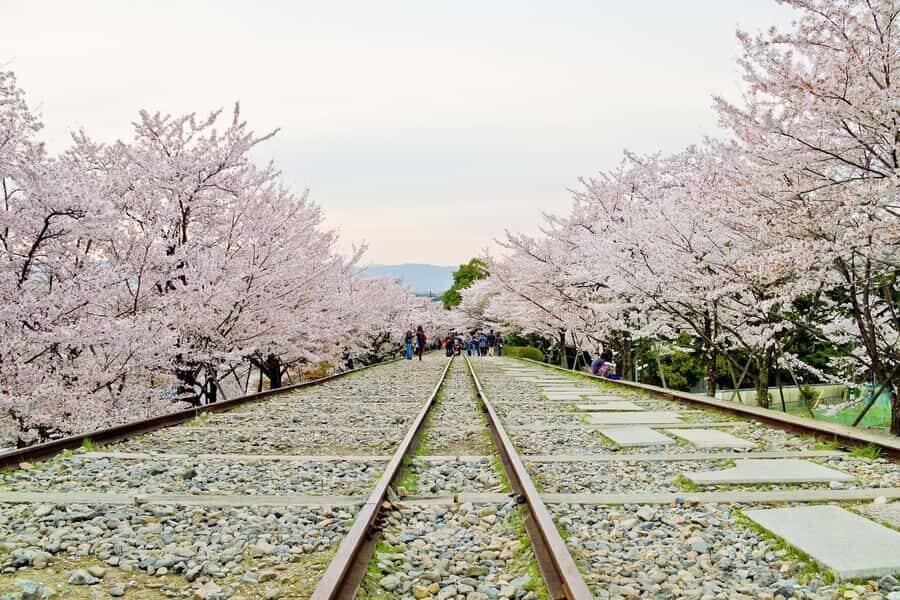 From Osaka: Kyoto Temples, Shrines & Cherry Blossom Day Trip - An In-Depth Look at the Tour Experience