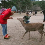 From Osaka: Nara private car tour with optional guide - Summary: Is This Tour Right for You?