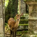 From OsakaOsaka with Nara Private Day Trip with Pickup - Practical Details and What You Should Know