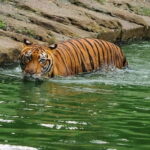 From Penang: Enlightening Taiping Private Day Tour - Customizable and Flexible