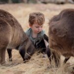 From Penneshaw: Kangaroo Island Wildlife Encounter - Practical Aspects and What to Expect