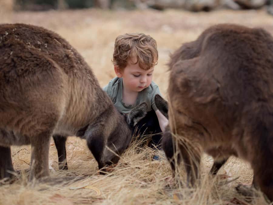 From Penneshaw: Kangaroo Island Wildlife Encounter - Practical Aspects and What to Expect