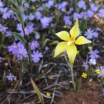 From Perth: Full-Day Wildflower Discovery Tour - Visiting Small Country Towns