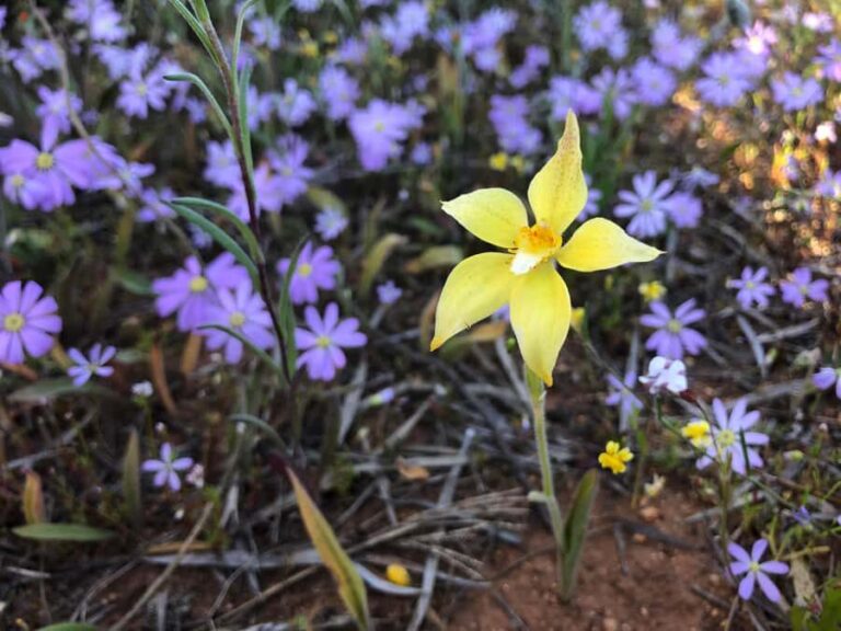 From Perth: Full-Day Wildflower Discovery Tour - Visiting Small Country Towns