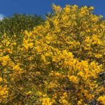 From Perth: Pinnacles Tour, Early Start, Avoid Crowds & Heat - Who This Tour Is Best For