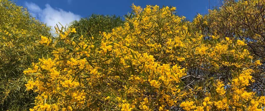 From Perth: Pinnacles Tour, Early Start, Avoid Crowds & Heat - Who This Tour Is Best For