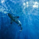 From Phi Phi : Full Day tour by Speed Boat with Lunch - A Detailed Look at the Itinerary