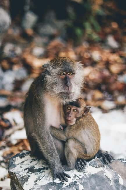From Phi Phi: Maya Bay HalfDay Longtail Boat with Snorkeling - What Makes This Tour Special?