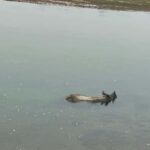 From Pokhara: Chitwan 2N/3D National Park Tour - Practical Details & Tips