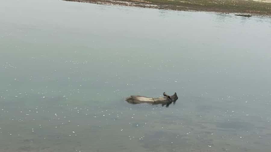 From Pokhara: Chitwan 2N/3D National Park Tour - Practical Details & Tips