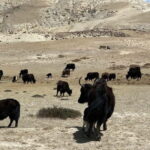 From Pokhara: Short Upper Mustang Guided Trekking 10-Days - Transportation and Logistics: How the Journey Feels