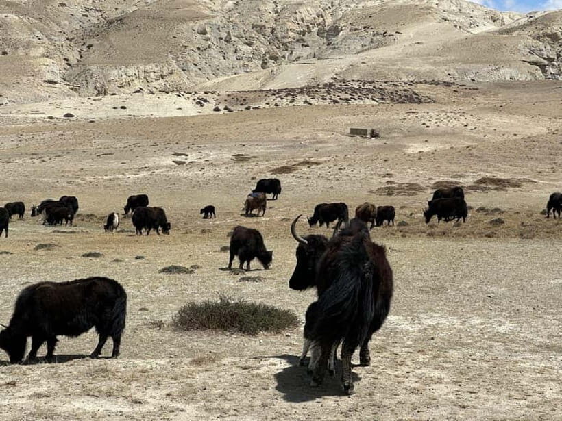 From Pokhara: Short Upper Mustang Guided Trekking 10-Days - Transportation and Logistics: How the Journey Feels