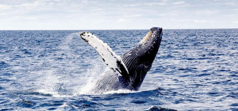 From Punta Cana: Samana and Bacardi Island Cruise and Tour - The Practical Side: Transportation, Timing & Value  